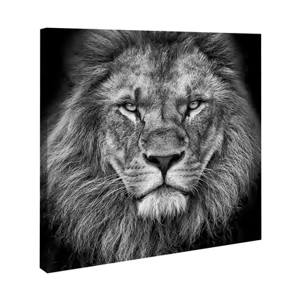 CUADRO MONOCROMATIC LION - 116 X 116 CM