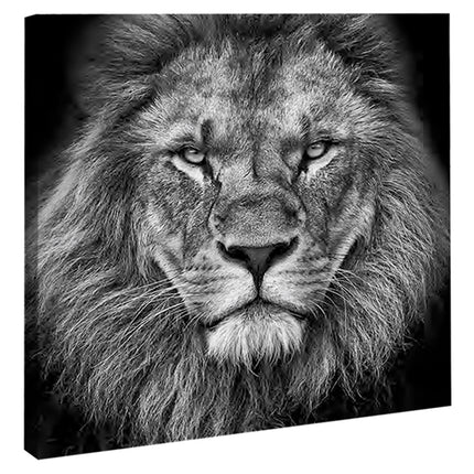 CUADRO MONOCROMATIC LION - 116 X 116 CM