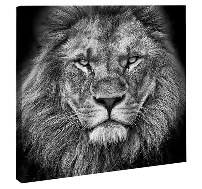 CUADRO MONOCROMATIC LION - 116 X 116 CM