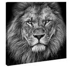 CUADRO MONOCROMATIC LION - 116 X 116 CM